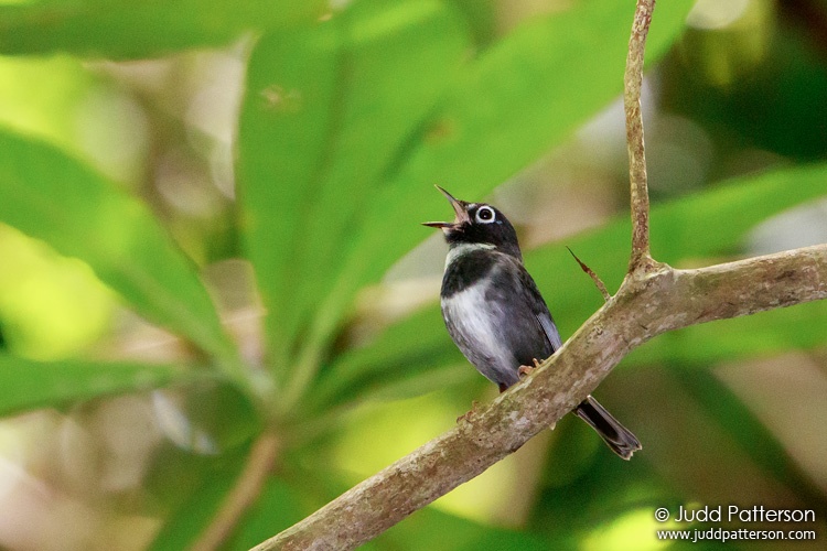 Whistling Warbler, Vermont Nature Trail, Saint Vincent and the Grenadines